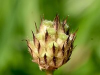 Cephalaria transsylvanica