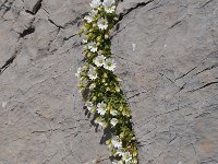 Cerastium alpinum 18, Saxifraga-Harry Jans