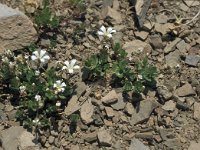 Cerastium alpinum 24, Saxifraga-Jan van der Straaten