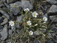 Cerastium alpinum 30, Saxifraga-Willem van Kruijsbergen