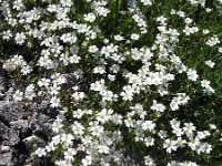 Cerastium arvense 26, Akkerhoornbloem, Saxifraga-Jasenka Topic