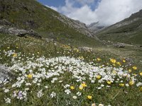 Cerastium arvense 55, Akkerhoornbloem, Saxifraga-Willem van Kruijsbergen