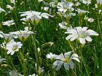 Cerastium arvense 58, Akkerhoornbloem, Saxifraga-Hans Grotenhuis