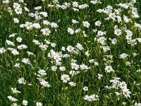 Cerastium arvense 60, Akkerhoornbloem, Saxifraga-Hans Grotenhuis