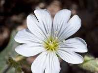 Cerastium carinthiaum