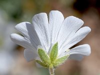 Cerastium carinthiaum 2, Saxifraga-Sonja Bouwman  Cerastium carinthiacum - Caryophyllaceae familie