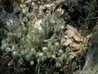 Cerastium comatum