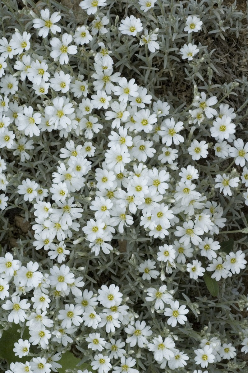 Ясколка tomentosum Silver White