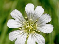 Cerastium uniflorum 28, Saxifraga-Sonja Bouwman  Cerastium uniflorum - Caryophyllaceae familie; Fusch an der Großglocknerstraße (Aus)