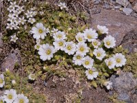 Cerastium uniflorum 31, Saxifraga-Luuk Vermeer