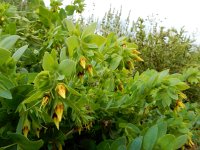 Cerinthe minor 12, Saxifraga-Ed Stikvoort