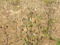 Chaenorhinum minus 17, Kleine leeuwenbek, Saxifraga-Hans Grotenhuis