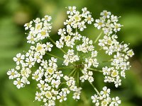 Chaerophyllum aureum 20, Gouden ribzaad, Saxifraga-Sonja Bouwman  888. Gouden ribzaad - Chaerophyllum aureum - Apiaceae familie (zw) Leiden