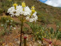 Chaerophyllum macrospermum 3, Saxifraga-Ed Stikvoort