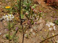 Chaerophyllum macrospermum 4, Saxifraga-Ed Stikvoort