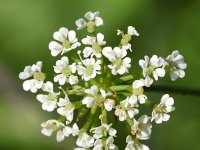 Chaerophyllum temulum 35, Dolle kervel, Saxifraga-Sonja Bouwman  891. Dolle kervel - Chaerophyllum temulum - Apiaceae familie (i)