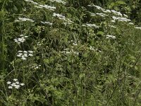 Chaerophyllum temulum 36, Dolle kervel, Saxifraga-Willem van Kruijsbergen