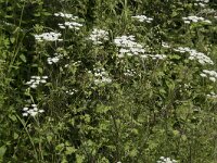 Chaerophyllum temulum 37, Dolle kervel, Saxifraga-Willem van Kruijsbergen