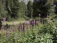 Chamaenerion angustifolium, Rosebay Willowherb