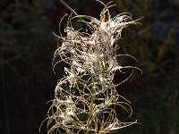 Chamaenerion angustifolium 10, Wilgenroosje, Saxifraga-Jan van der Straaten