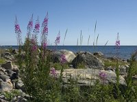 Chamaenerion angustifolium 13, Wilgenroosje, Saxifraga-Jan van der Straaten