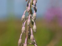 Chamaenerion angustifolium 14, Wilgenroosje, Saxifraga-Rudmer Zwerver