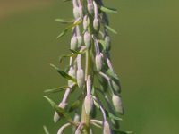 Chamaenerion angustifolium 16, Wilgenroosje, Saxifraga-Rudmer Zwerver