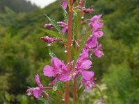 Chamaenerion angustifolium 26, Wilgenroosje, Saxifraga-Ed Stikvoort