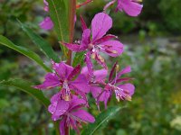 Chamaenerion angustifolium 30, Wilgenroosje, Saxifraga-Ed Stikvoort