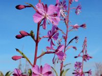 Chamaenerion angustifolium 35, Wilgenroosje, Saxifraga-Ed Stikvoort