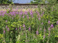 Flowery verge of railway  Flowery verge of railway : verge, shoulder, railway side, railway, flower, flowers, many, nature, natural, flora, floral, vegetation, flowery, outside, outdoor, nobody, no people, blooming, in flower, flowering, plant, plants, vascular