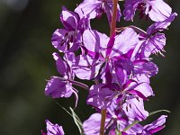 Fireweed (Chamerion angustifolium); spider web between lower flowers  Chamerion angustifolium; spider  web between lower flowers : Beauty, Growth, Natural beauty, Summer, Summertime