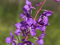 Fireweed (Chamerion angustifolium)  Chamerion angustifolium; spider  web between lower flowers : Beauty, Growth, Natural beauty, Summer, Summertime