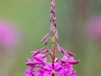 Chamaenerion angustifolium 42, Wilgenroosje, Saxifraga-Bart Vastenhouw