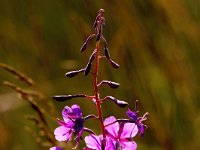 Chamaenerion angustifolium 43, Wilgenroosje, Saxifraga-Bart Vastenhouw