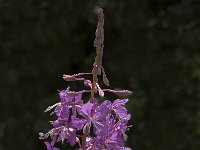 Chamaenerion angustifolium 45, Wilgenroosje, Saxifraga-Jan van der Straaten