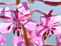 Chamaenerion angustifolium 48, Wilgenroosje, Saxifraga-Tom Heijnen