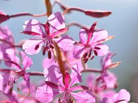 Chamaenerion angustifolium 49, Wilgenroosje, Saxifraga-Tom Heijnen