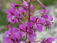 Chamaenerion angustifolium 8, Wilgenroosje, Saxifraga-Jan van der Straaten