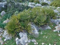 Chamaerops humilis 30, Saxifraga-Harry Jans