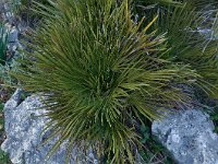 Chamaerops humilis 31, Saxifraga-Harry Jans