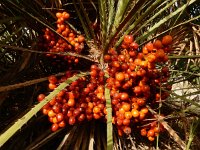 Chamaerops humilis 32, Dwergpalm, Saxifraga-Ed Stikvoort