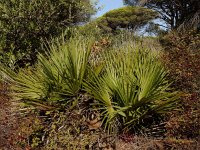 Chamaerops humilis 33, Dwergpalm, Saxifraga-Ed Stikvoort