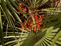 Chamaerops humilis 34, Dwergpalm, Saxifraga-Ed Stikvoort