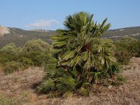 Chamaerops humilis 35, Dwergpalm, Saxifraga-Ed Stikvoort