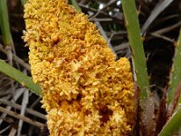 Chamaerops humilis 36, Dwergpalm, Saxifraga-Ed Stikvoort