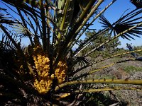 Chamaerops humilis 38, Dwergpalm, Saxifraga-Ed Stikvoort