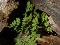 Cheilanthes tinaei