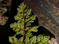 Cheilanthes tinaei 3, Saxifraga-Ed Stikvoort