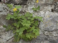 Chelidonium majus 37, Stinkende gouwe, Saxifraga-Willem van Kruijsbergen